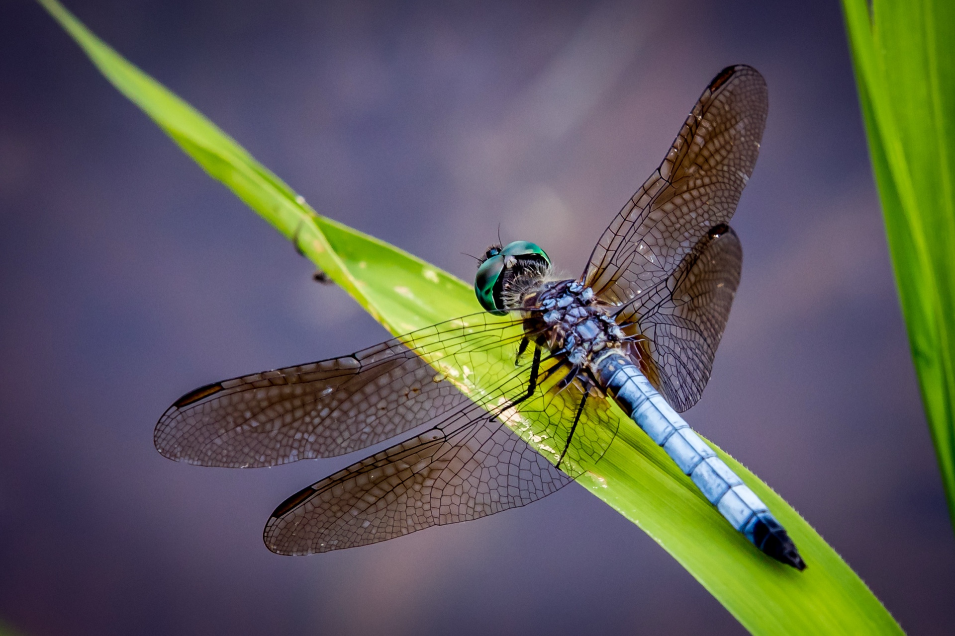 Dragon Fly Resting