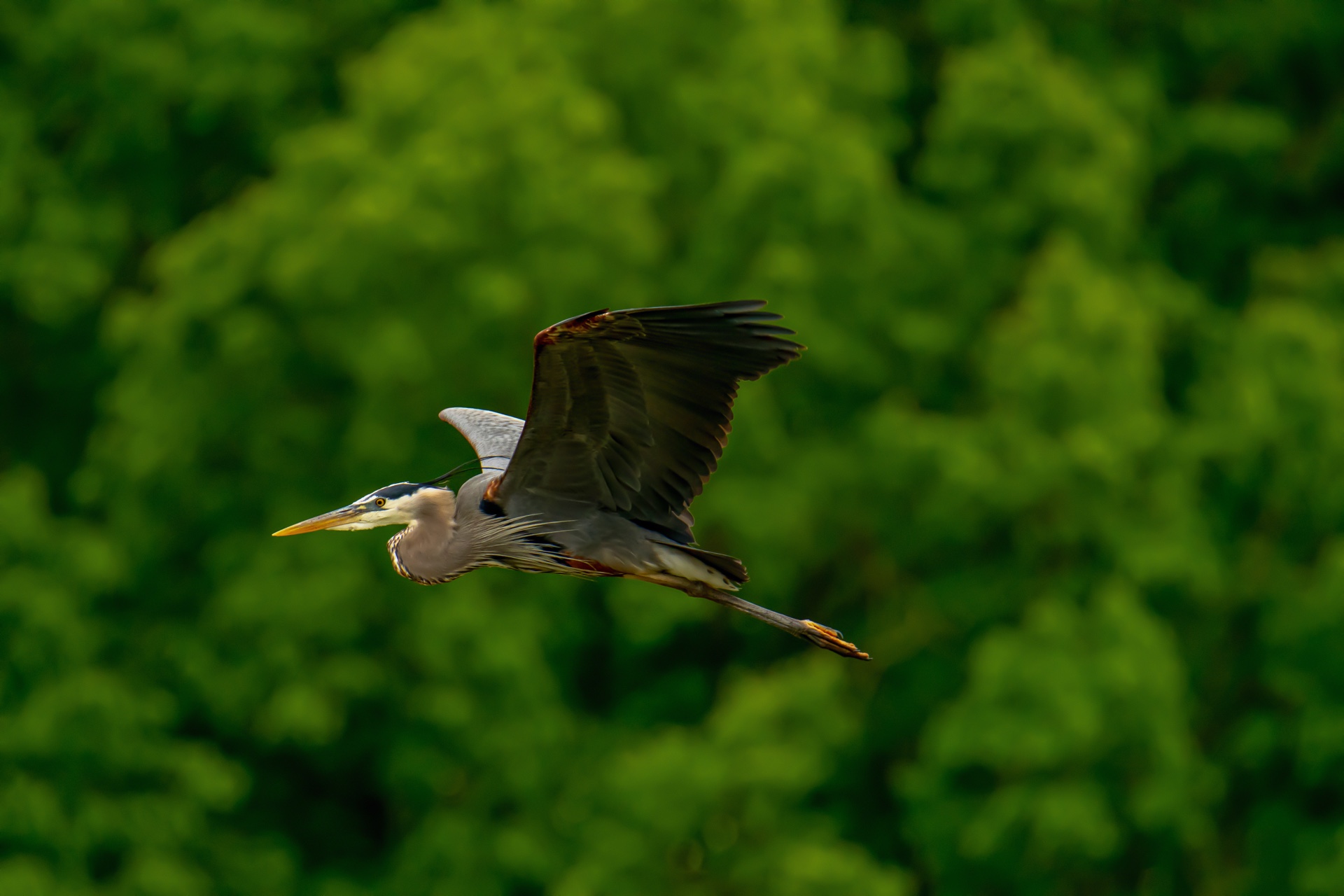 SearchingForLunch