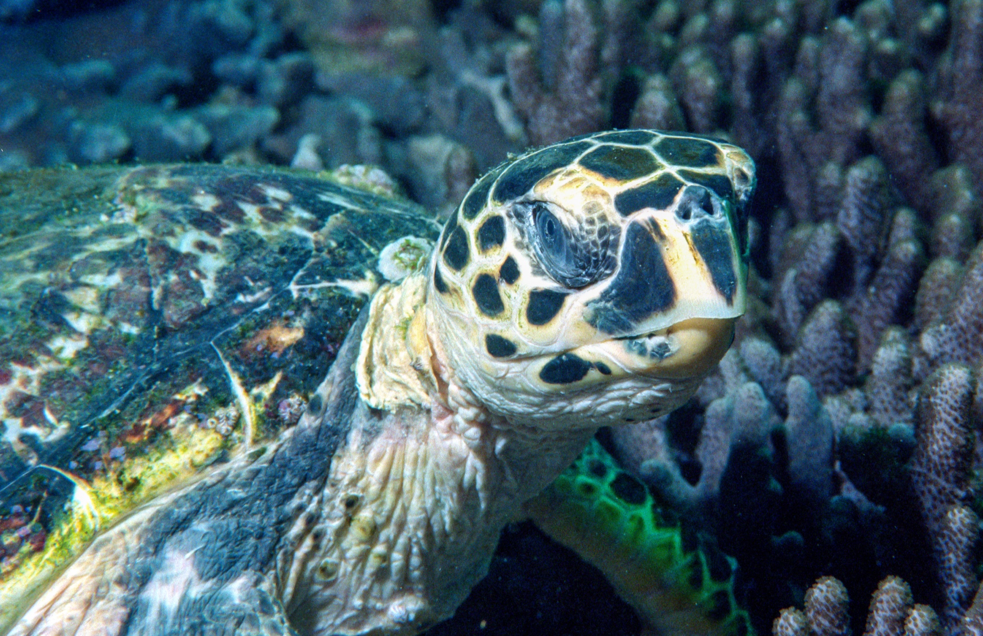 Hawksbill.jpeg