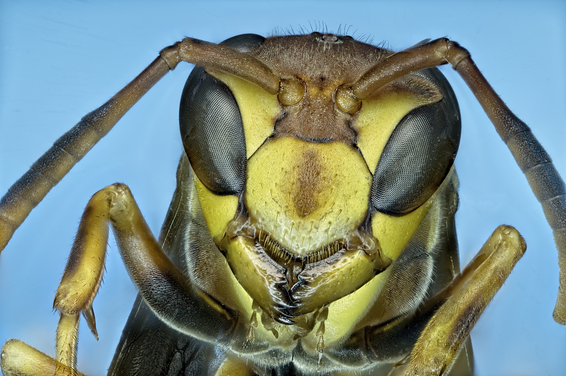 Wicked Wasp