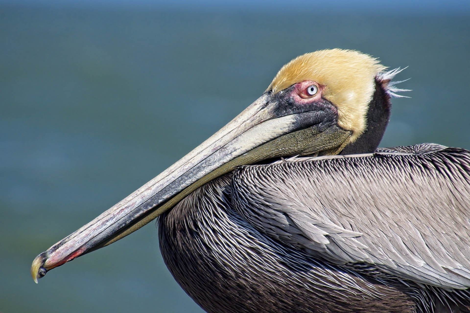 Pelican Portrait