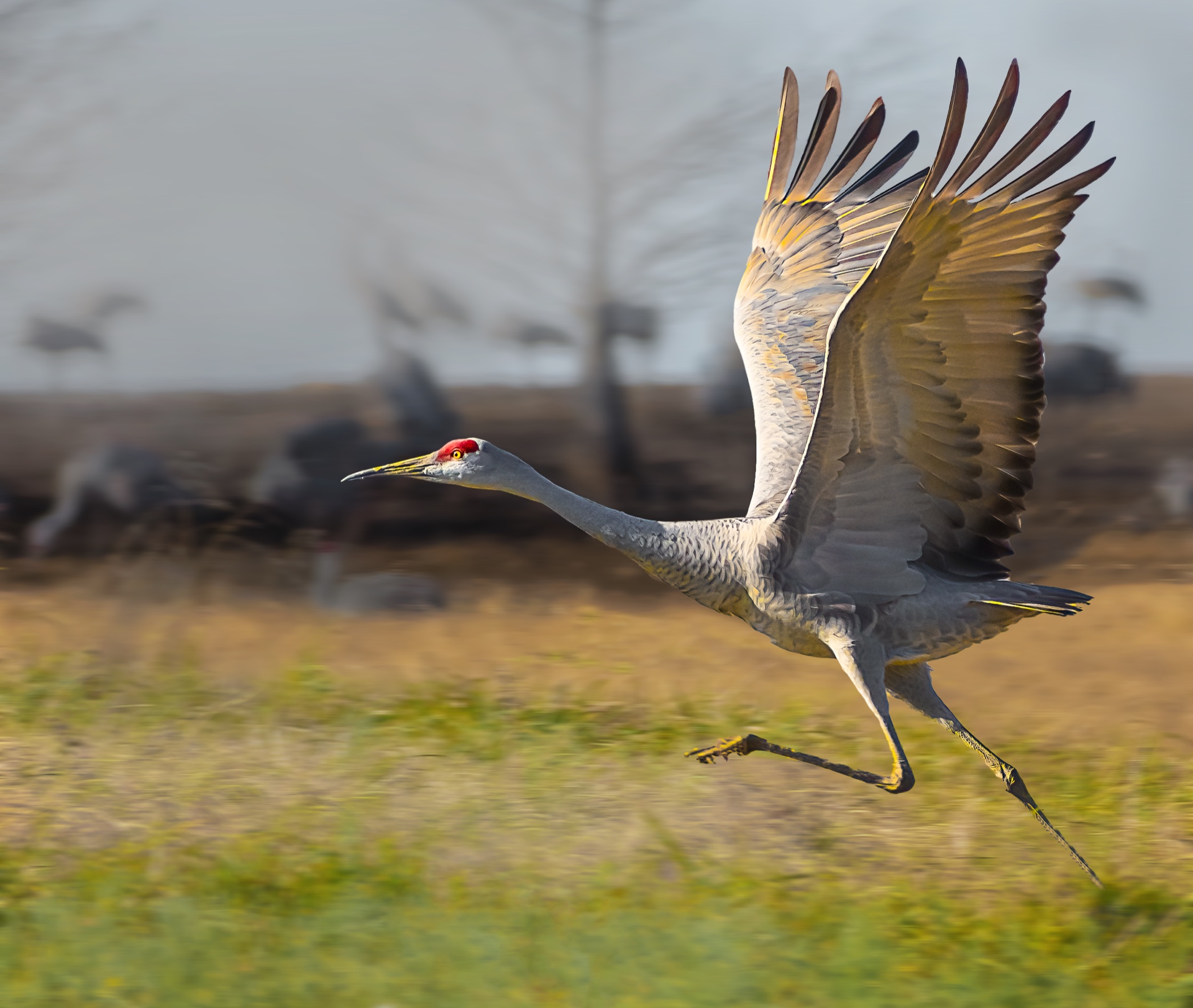 Taking Flight