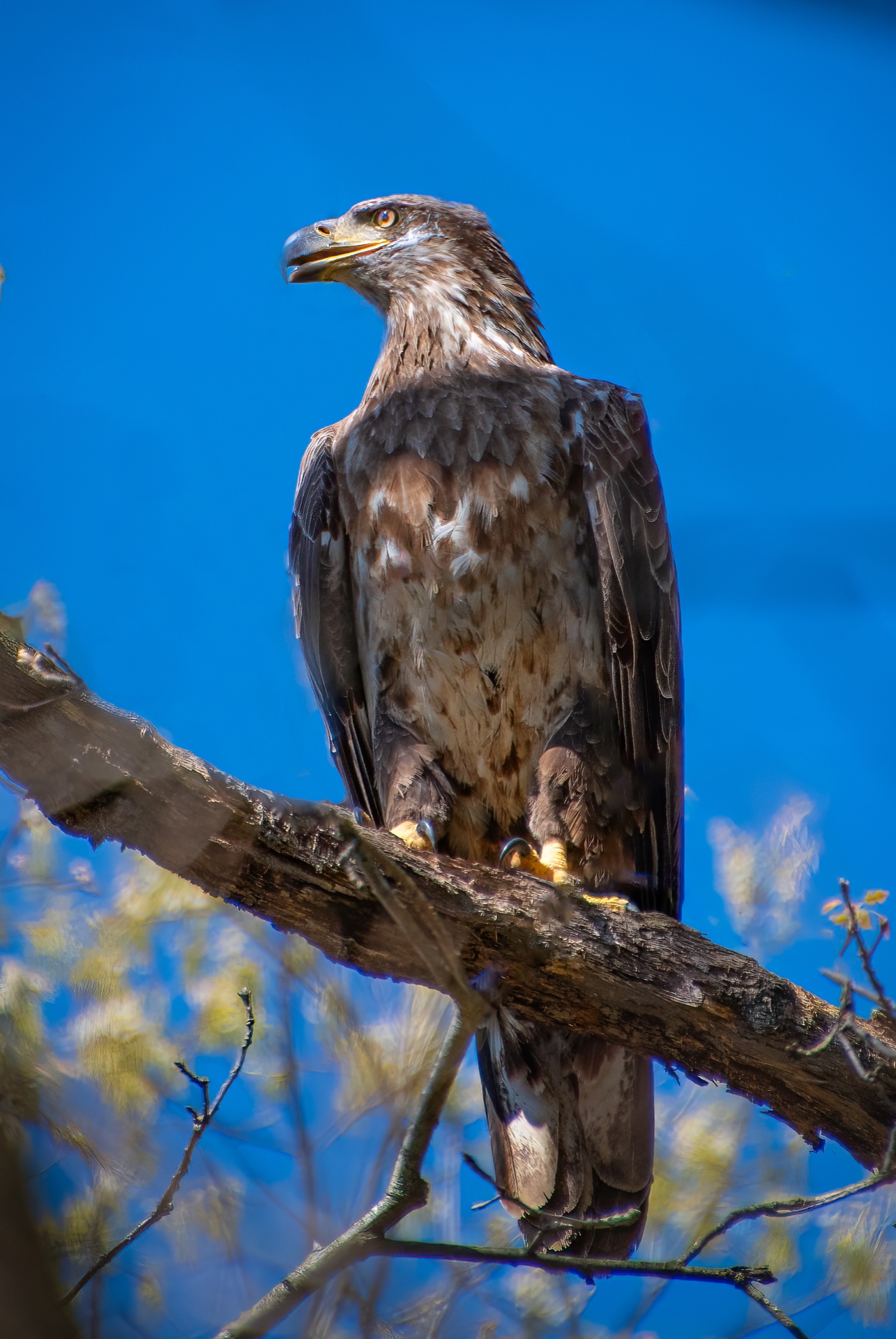 GoldenEagle