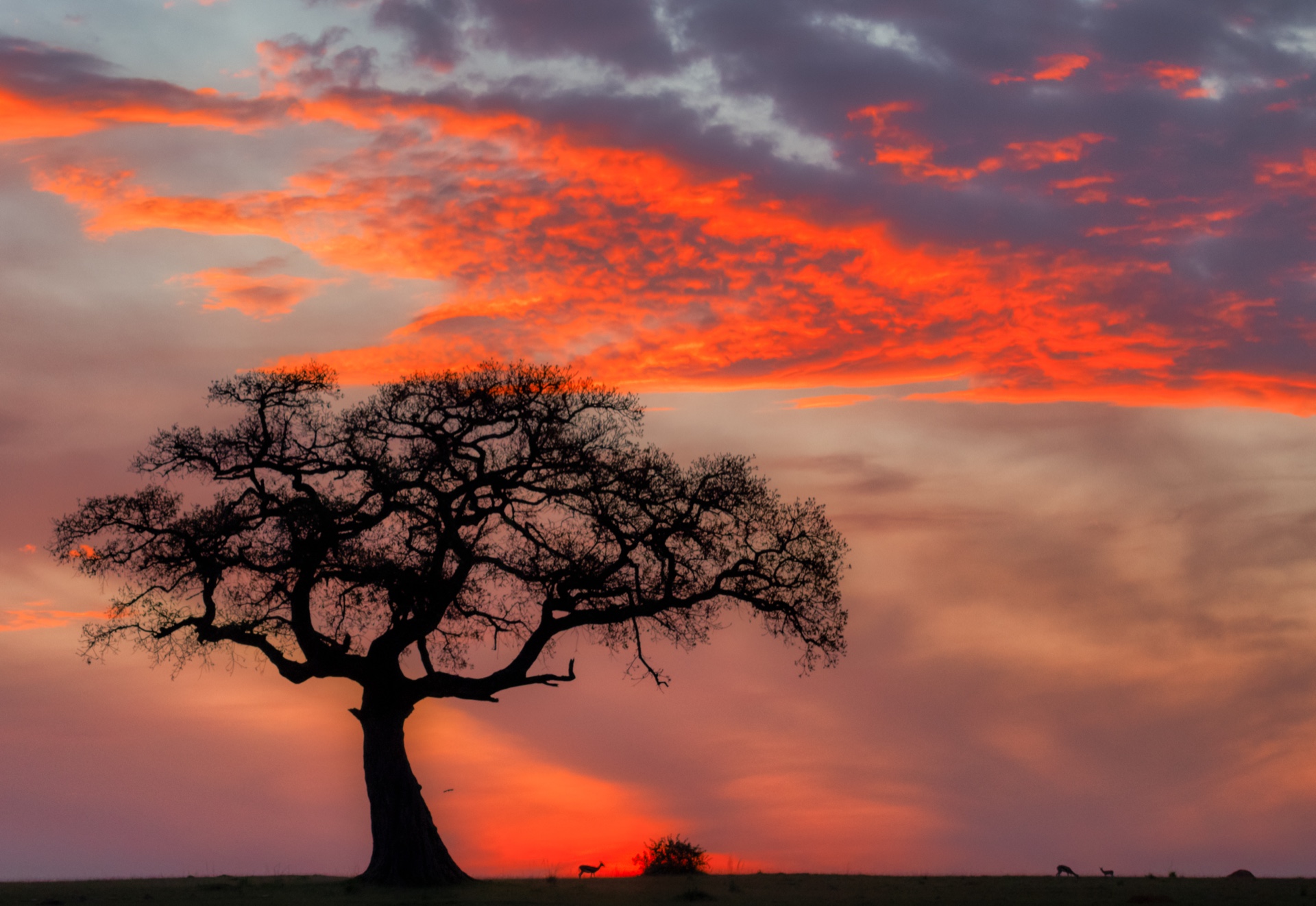 Sunfire Tree