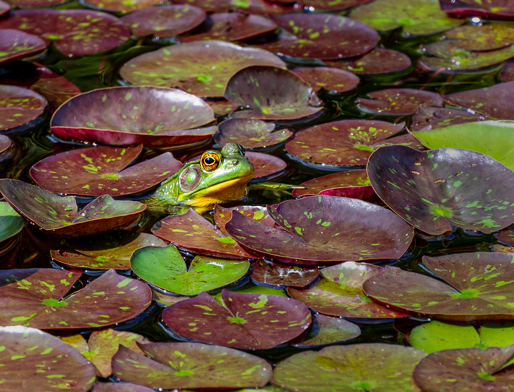 LilyPadCamo