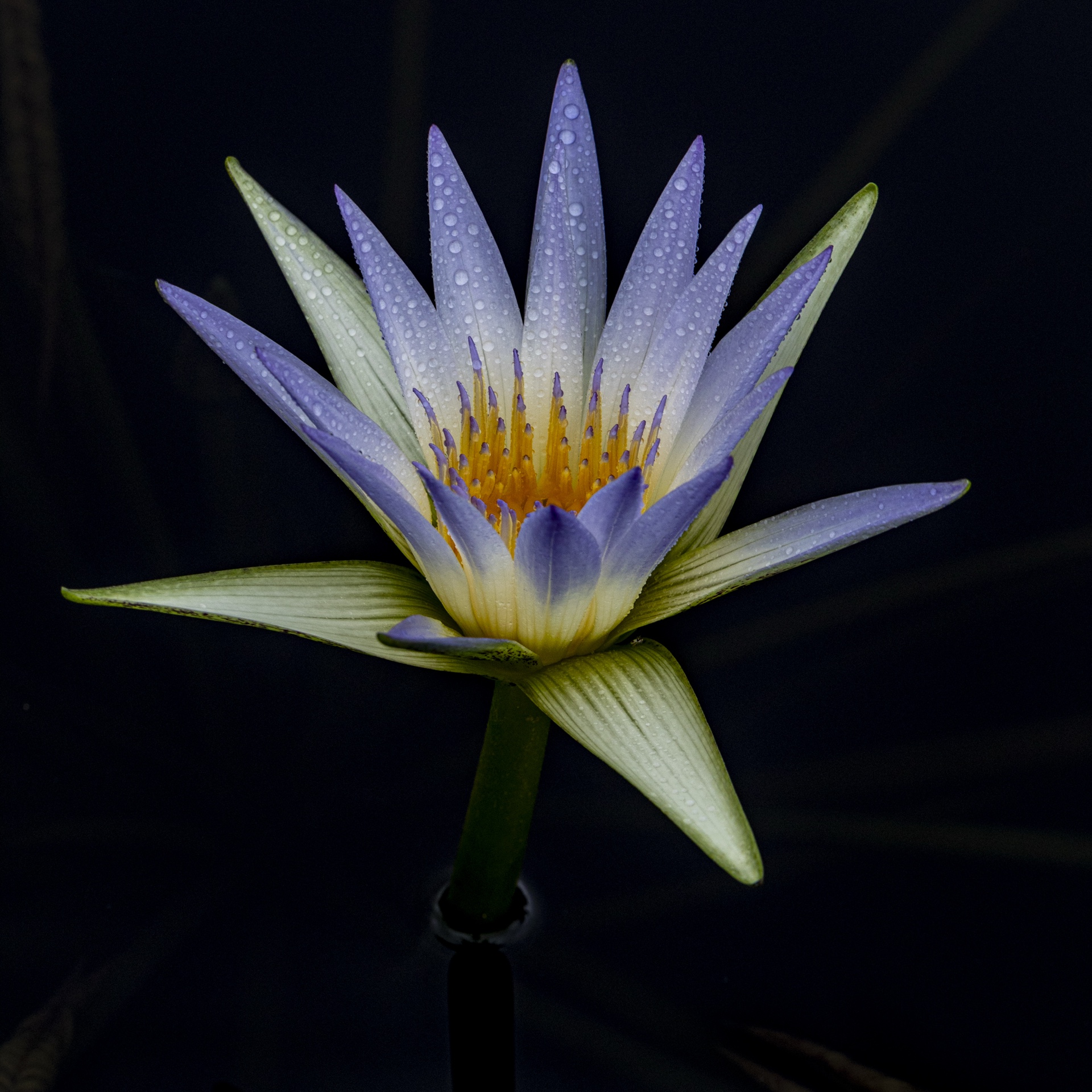 Water Lily
