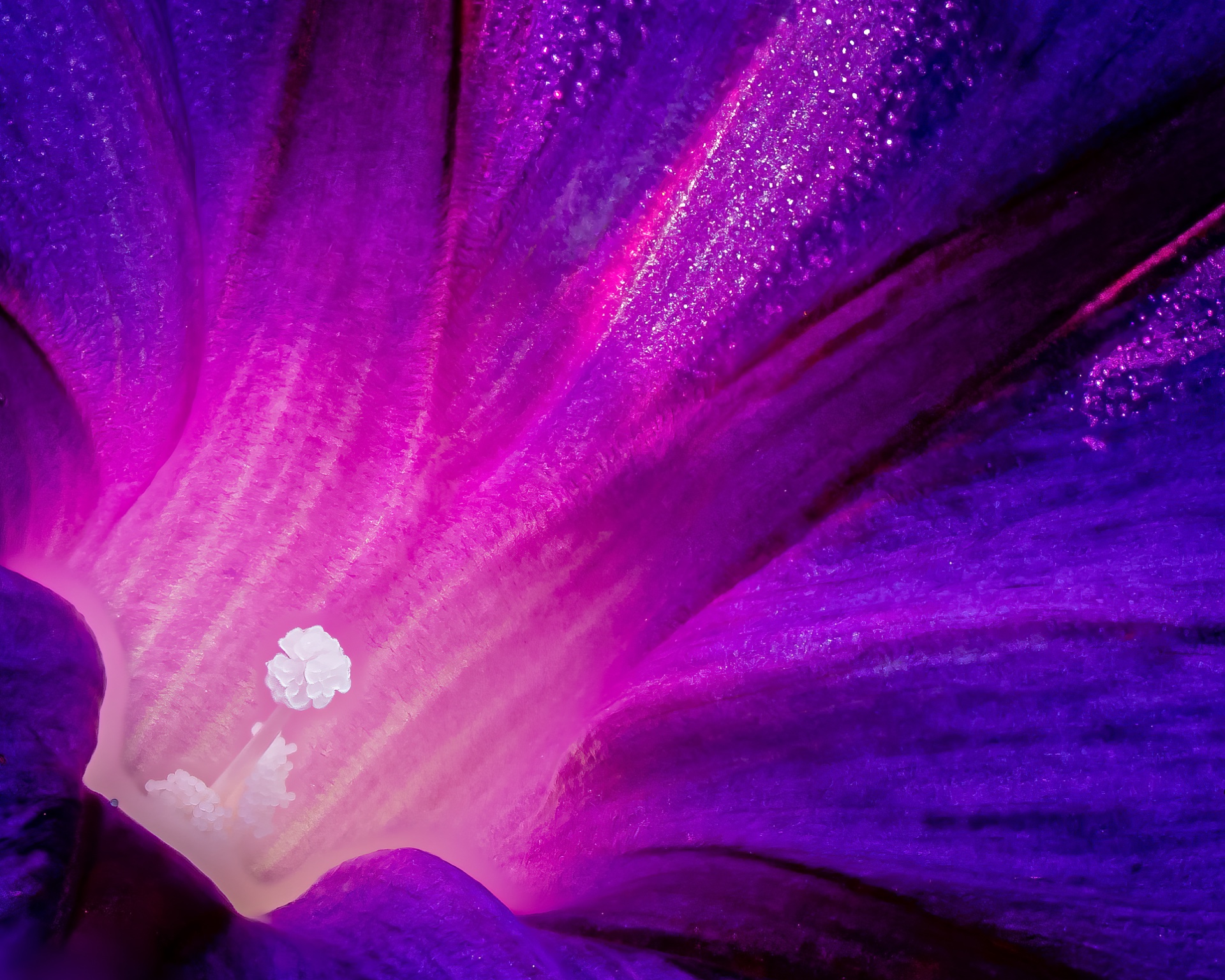 Morning Glory