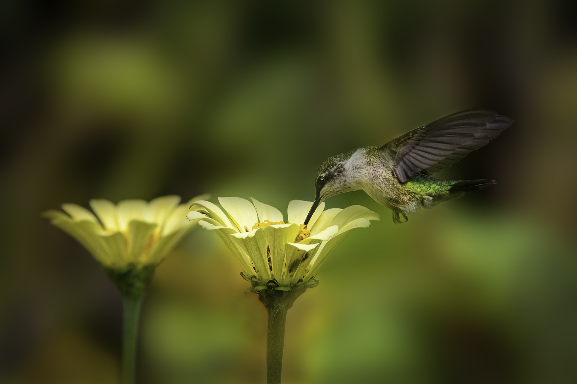 Hummer