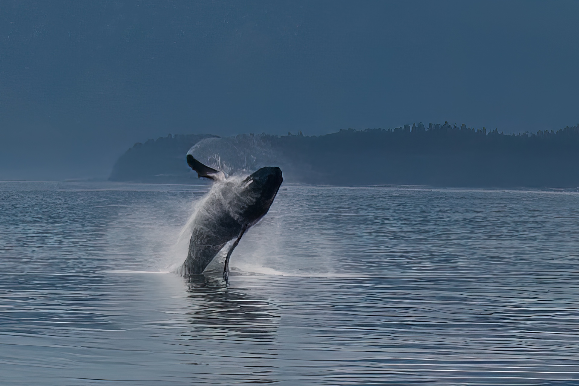 Breaching Whale