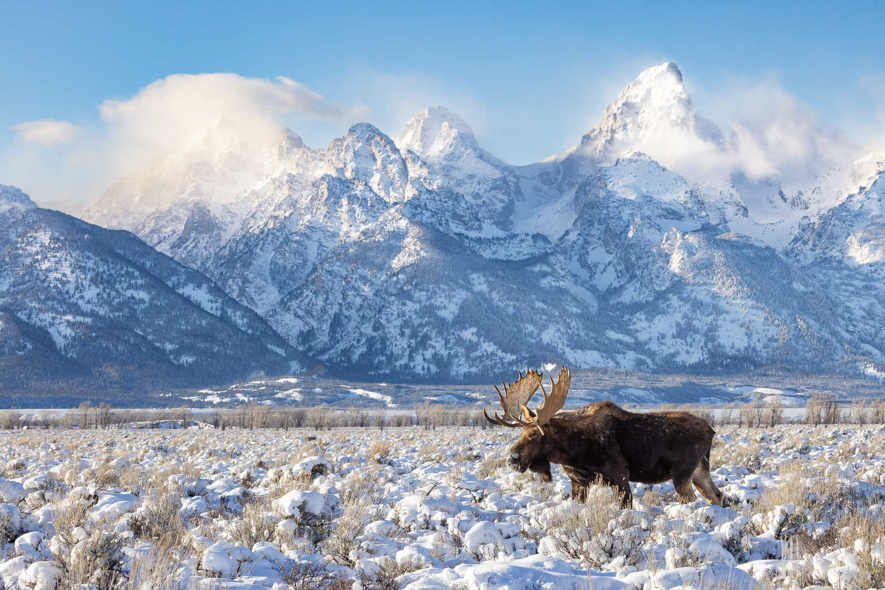 King of the Tetons
