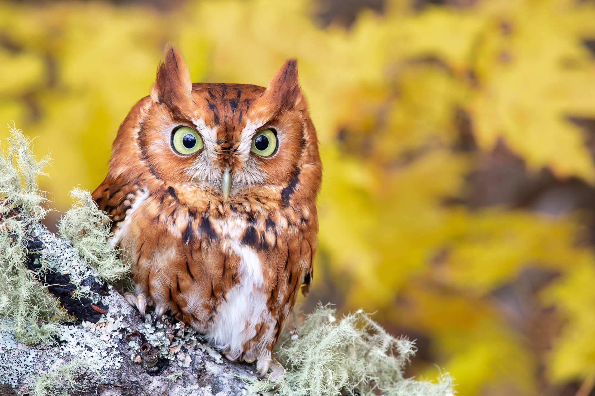 Little Screecher