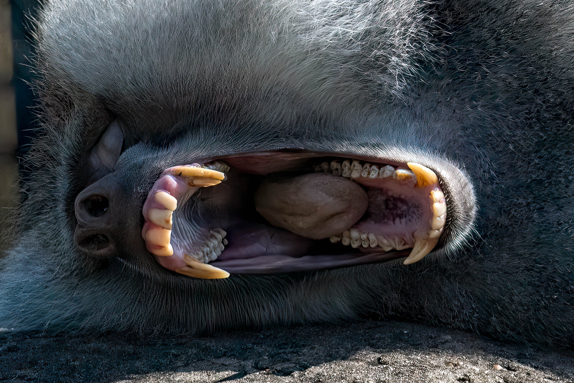 Yawn!