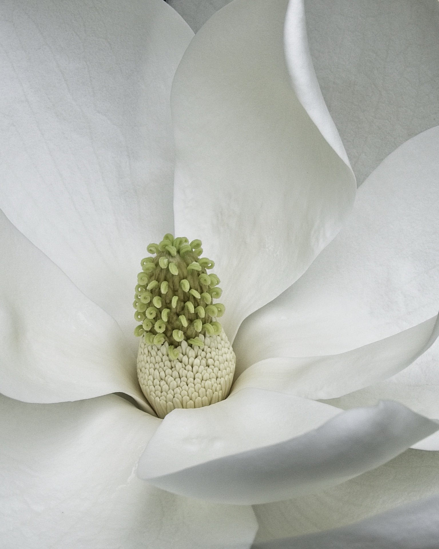 Magnolia Closeup