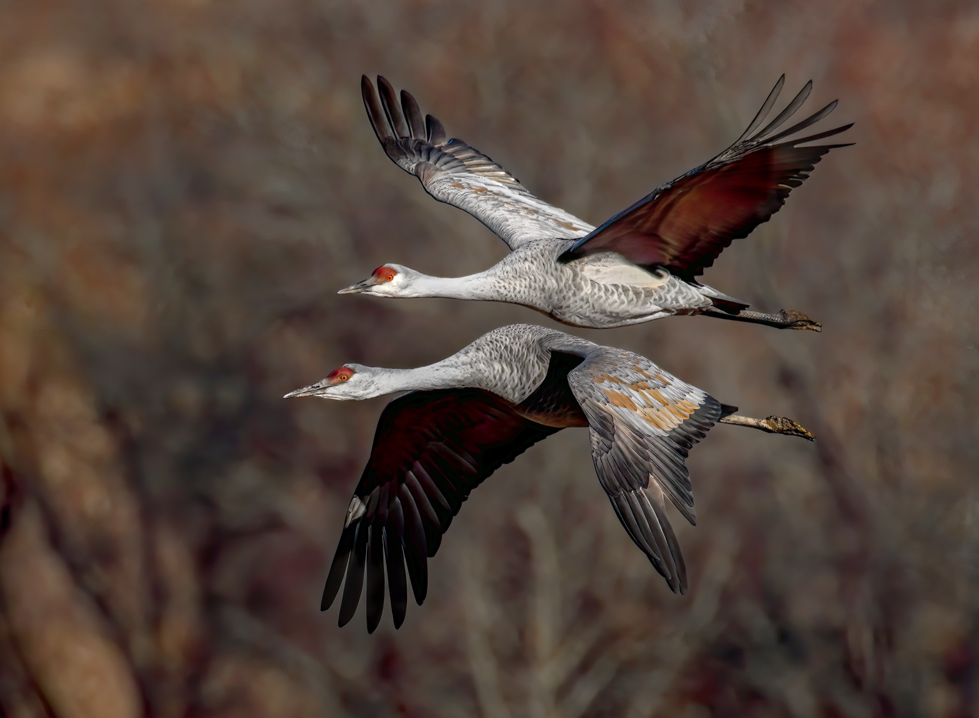 Sandhill Fly-by