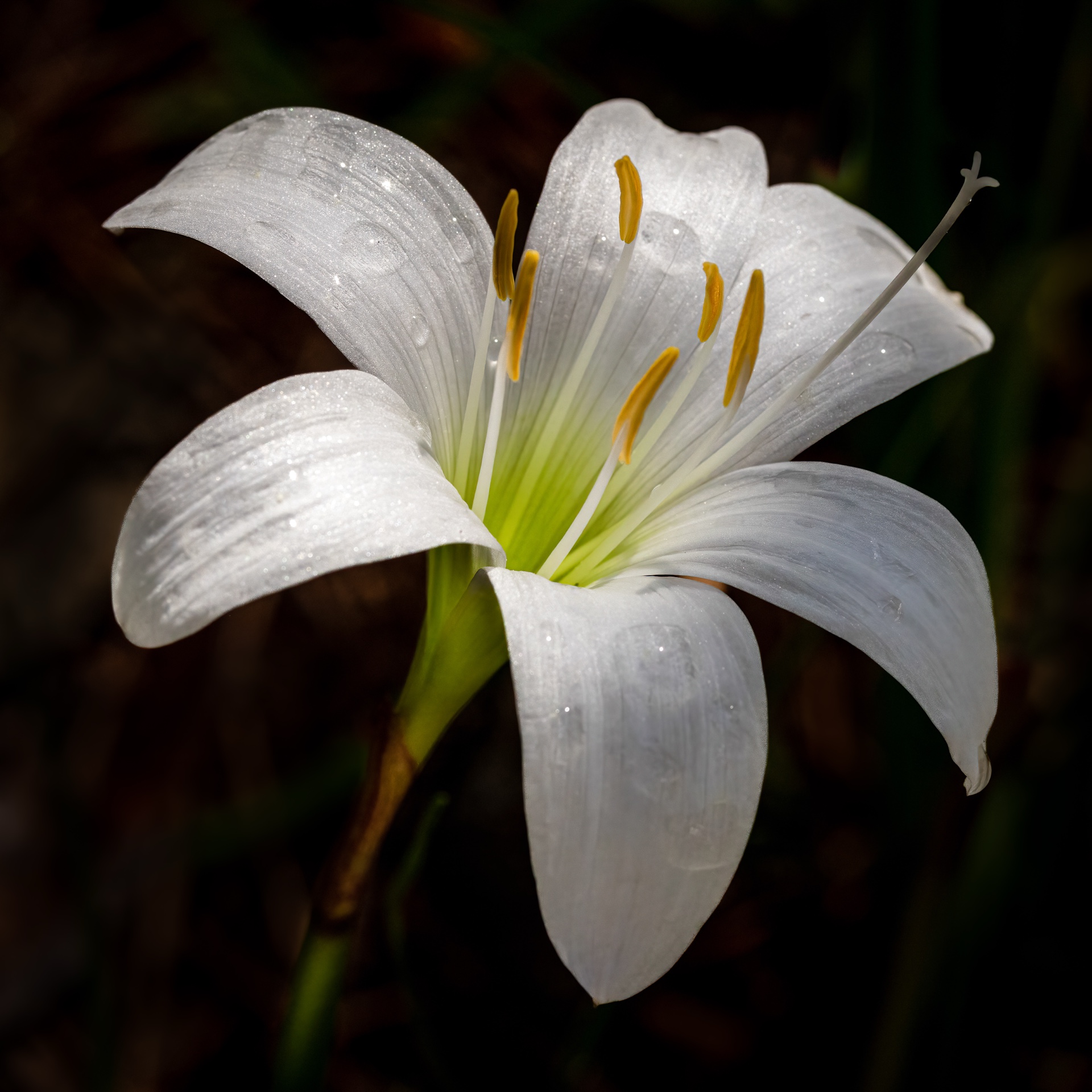 Lily