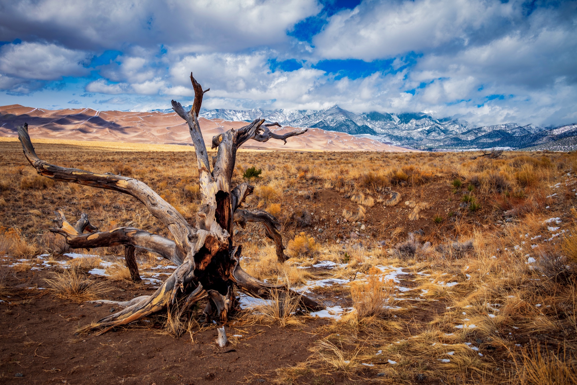 Desolate Tree