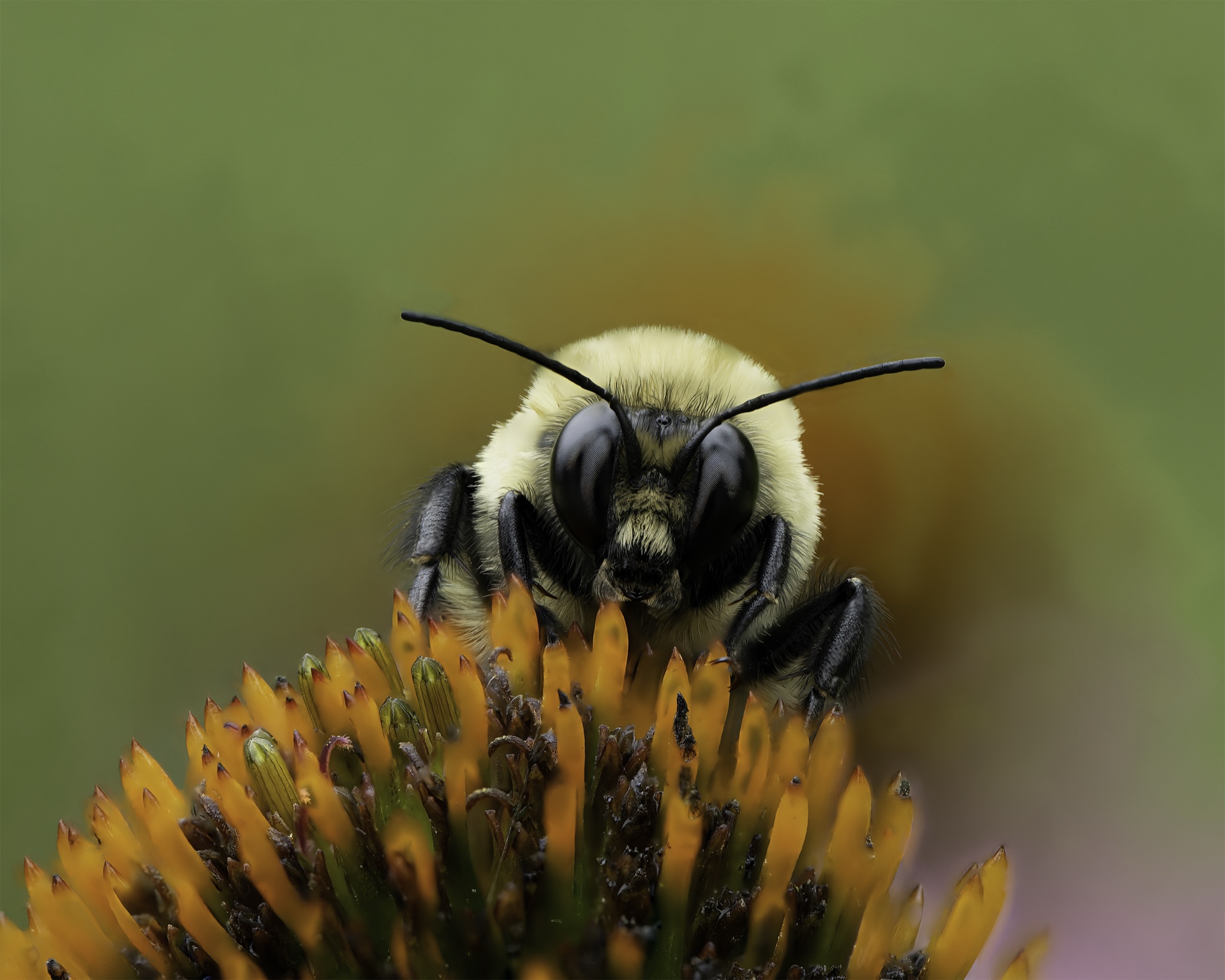Pollen Hunter