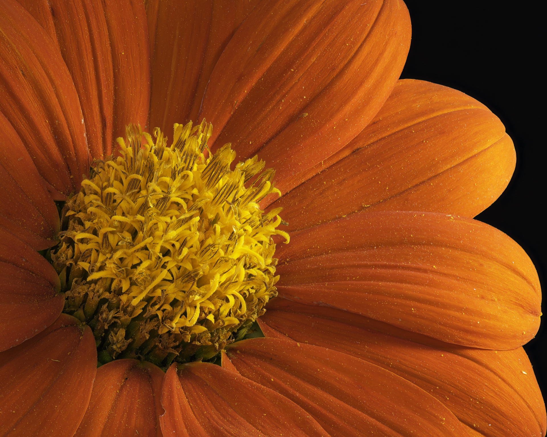 Mexican Sunflower