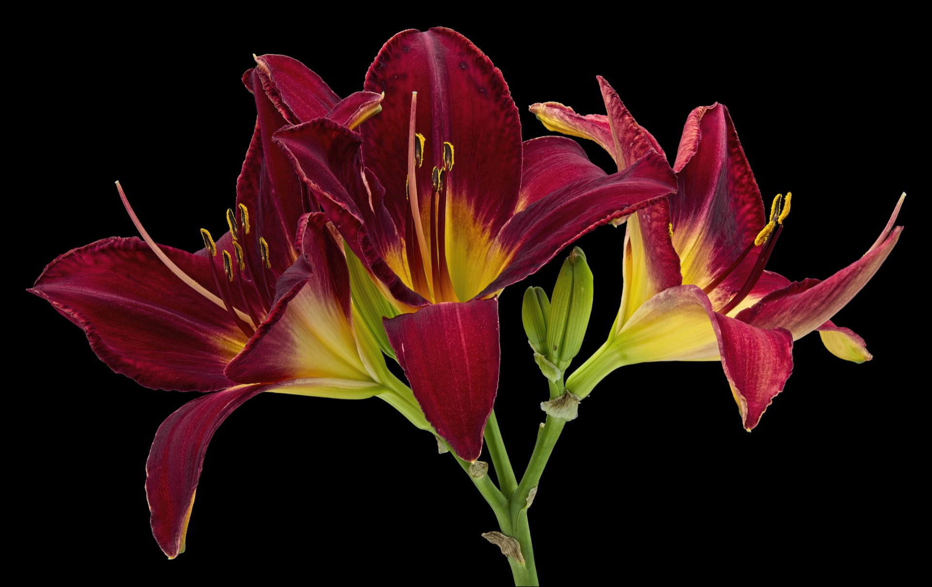 Three Lilies