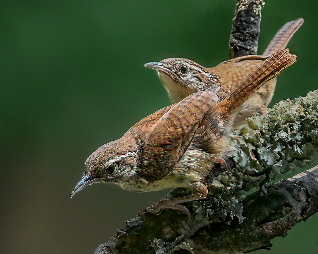 Wren Pair