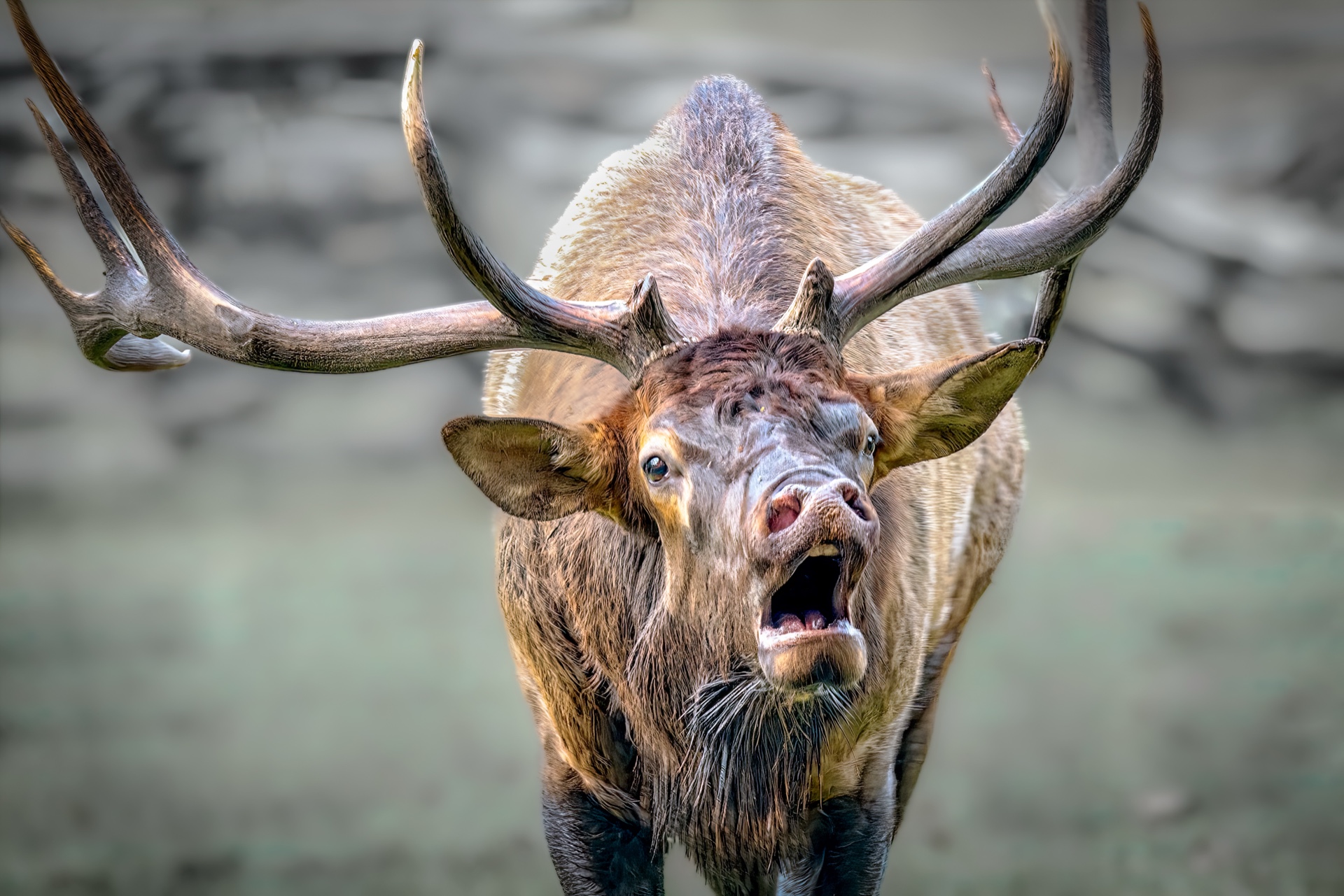 Angry Bull