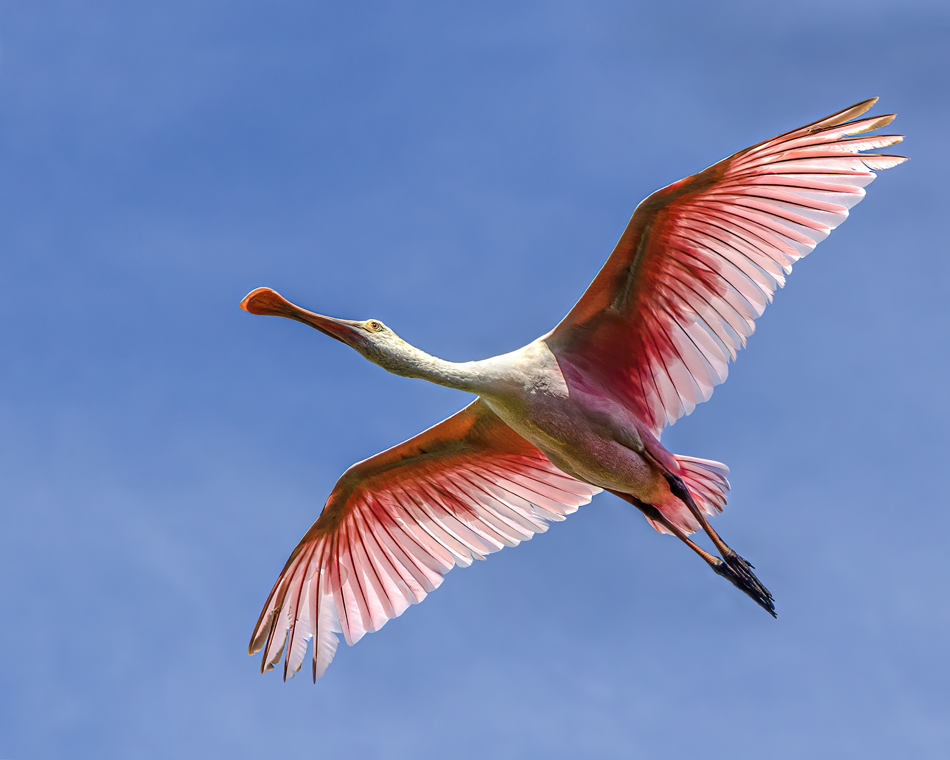 Spoonbill In Flight