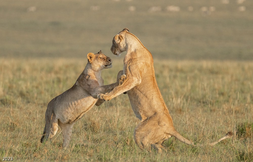 Lioness Dance, Mother and Daughter