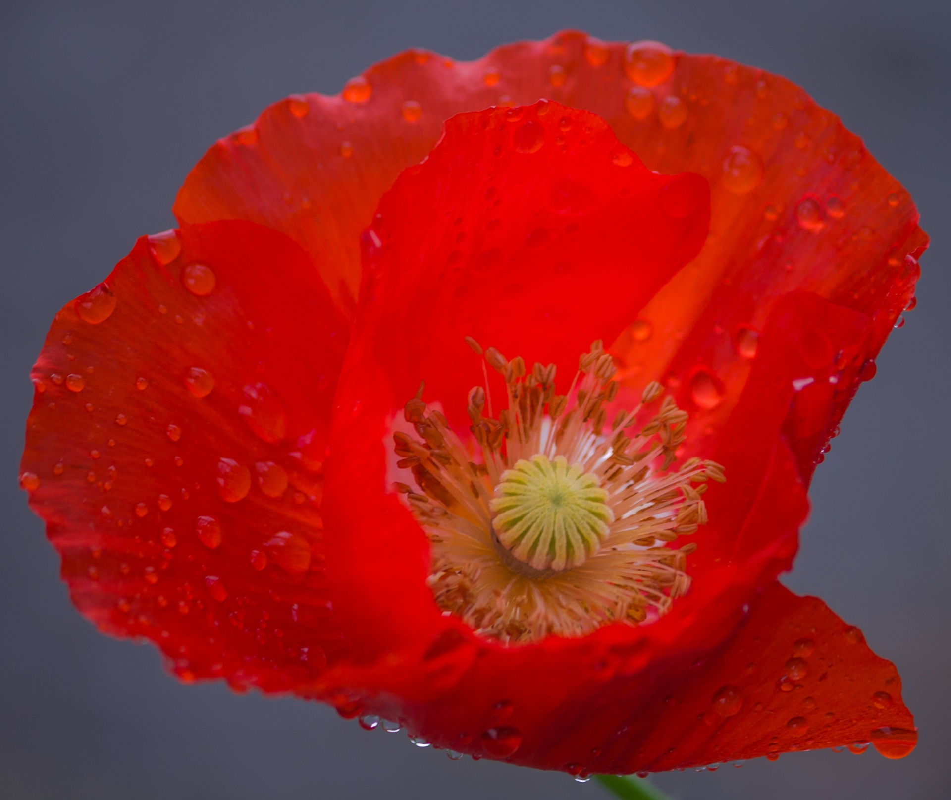 Orange Poppy after the rain