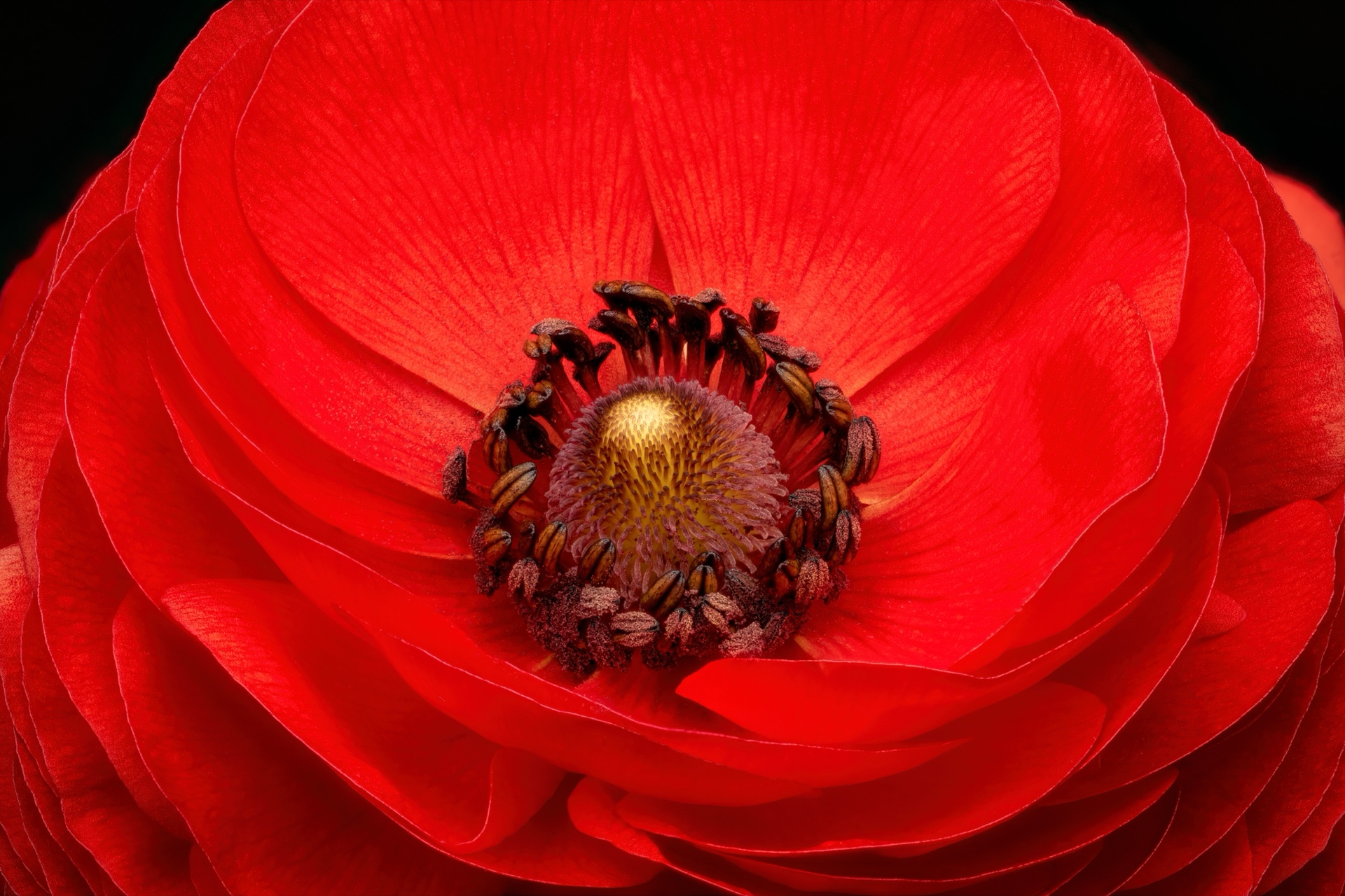 Ranunculus Blossom Closeup