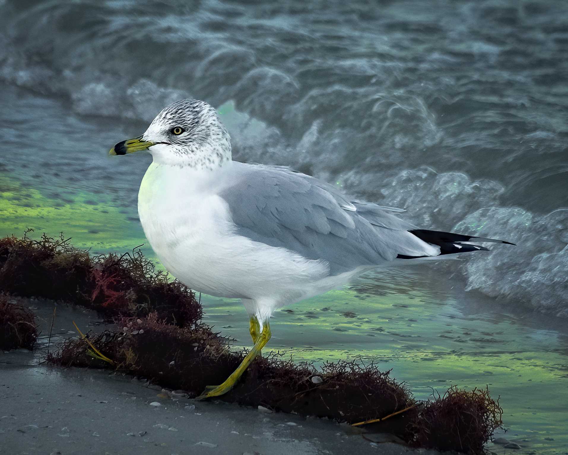 Seaside Sentinal