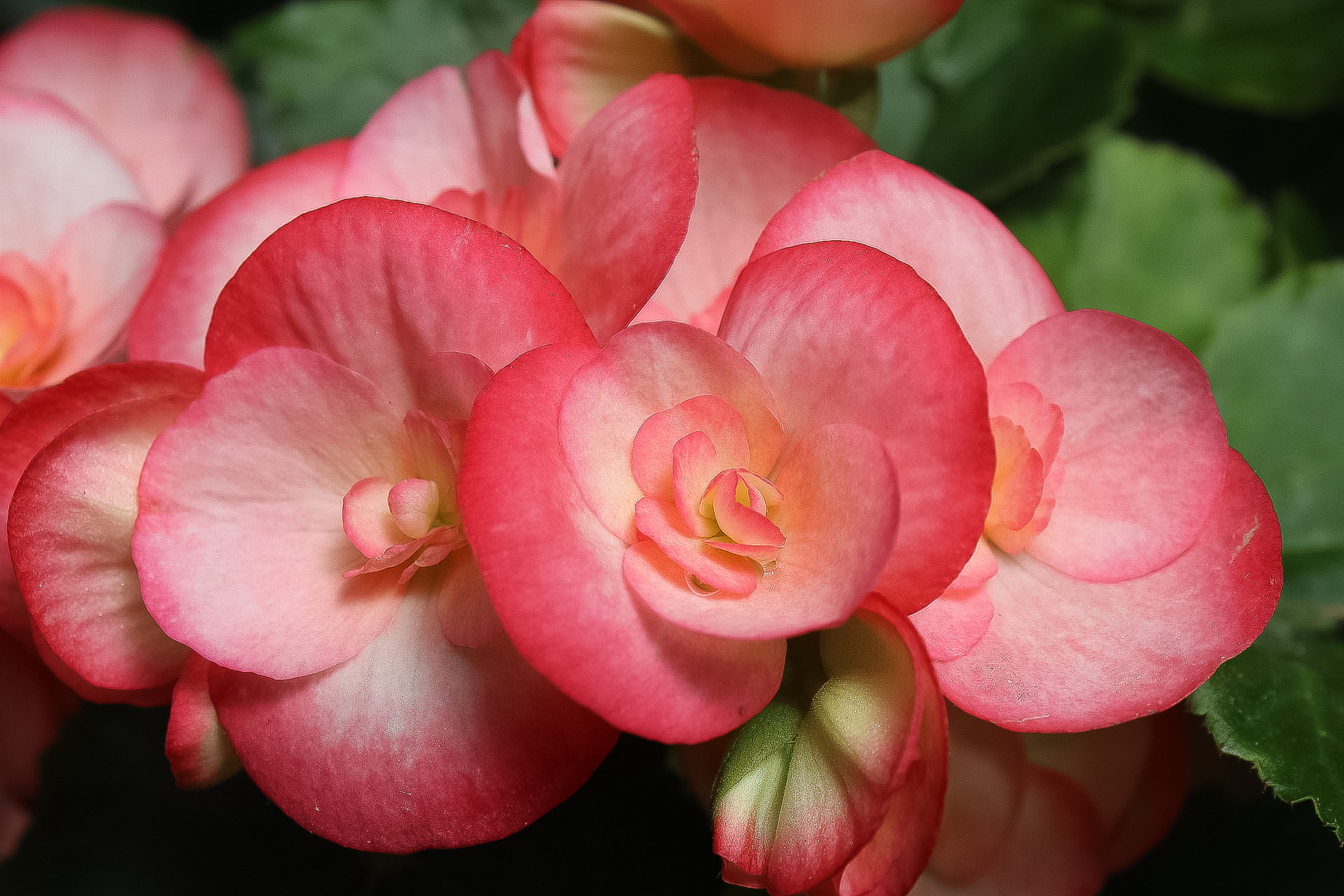 Pink Flower