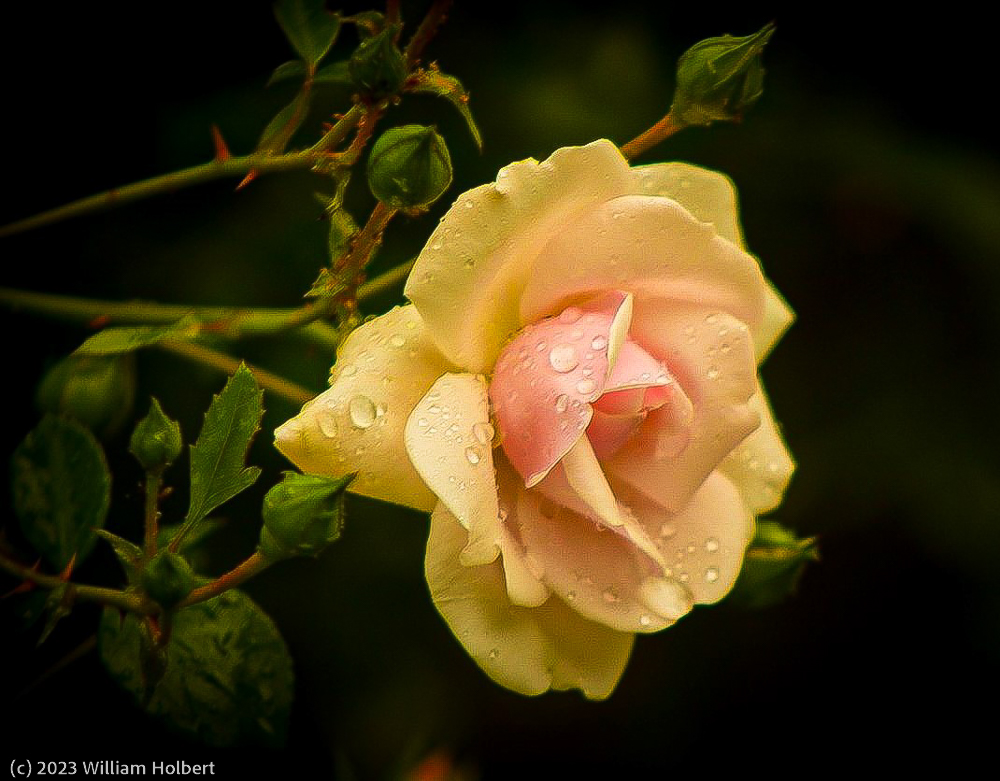 Spring Shower