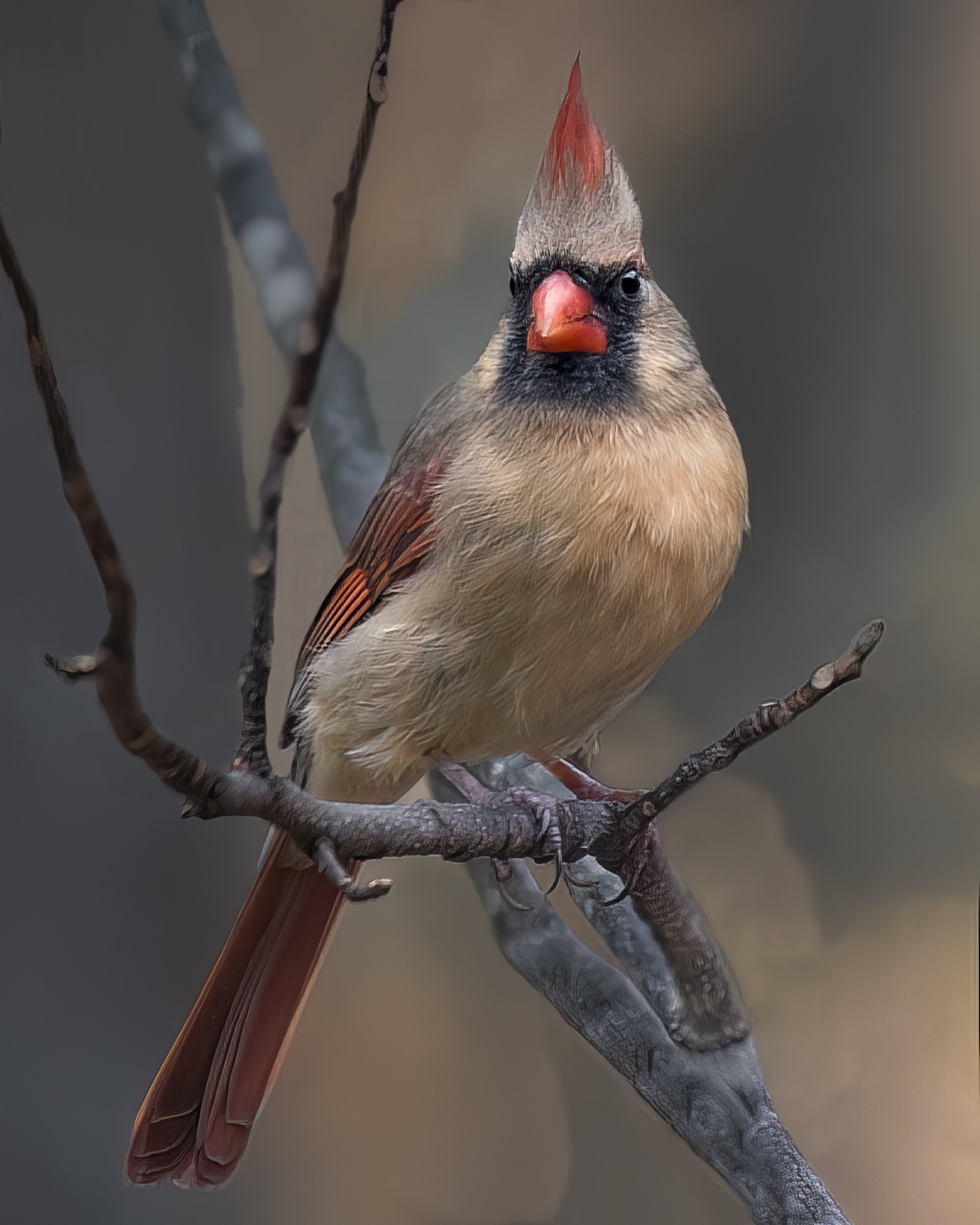 Cardinal