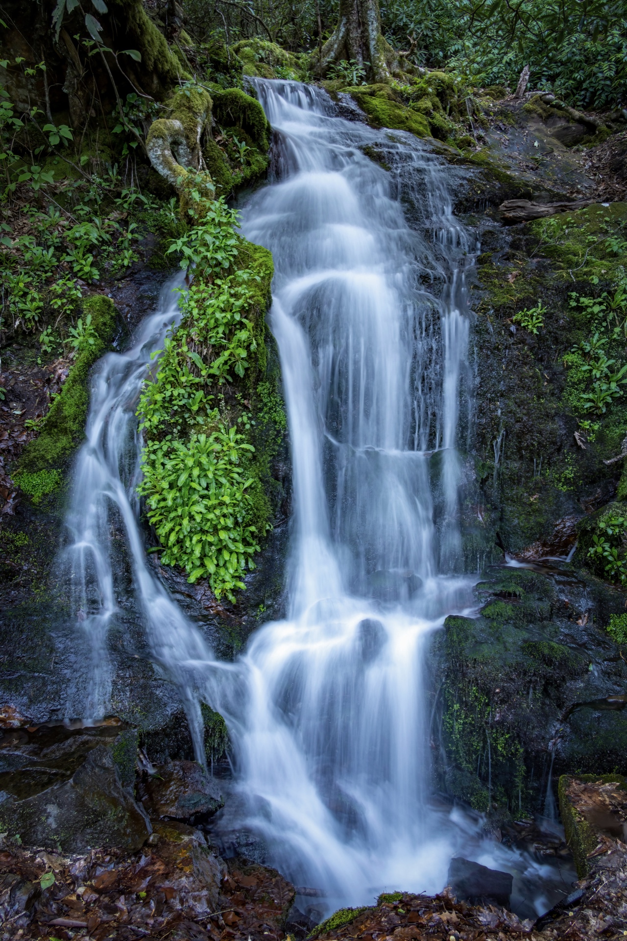 Roadside Falls