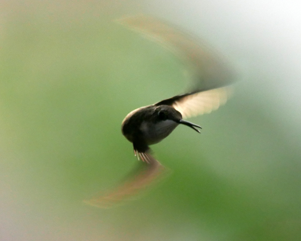 Humming Along