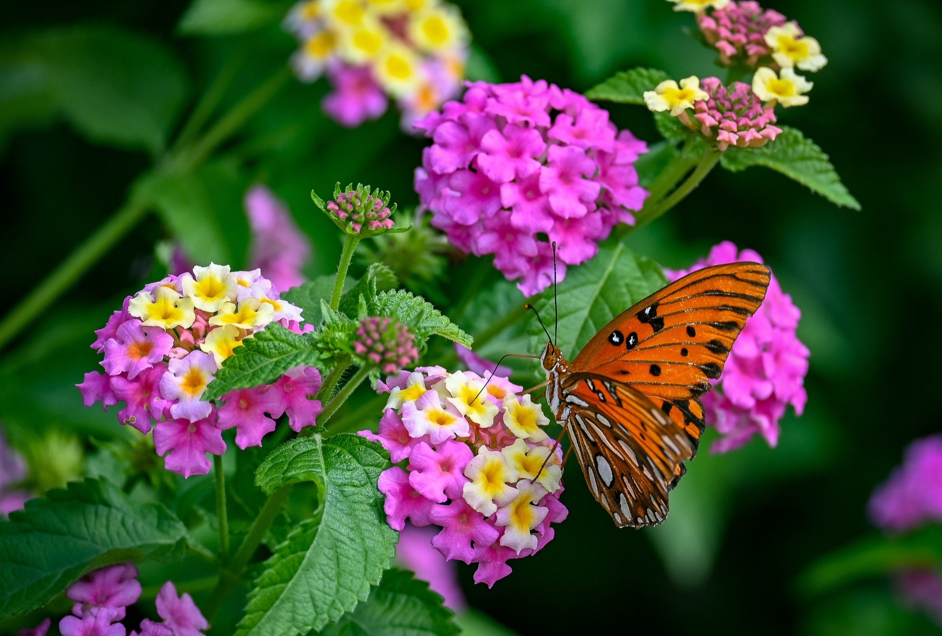 Abundance