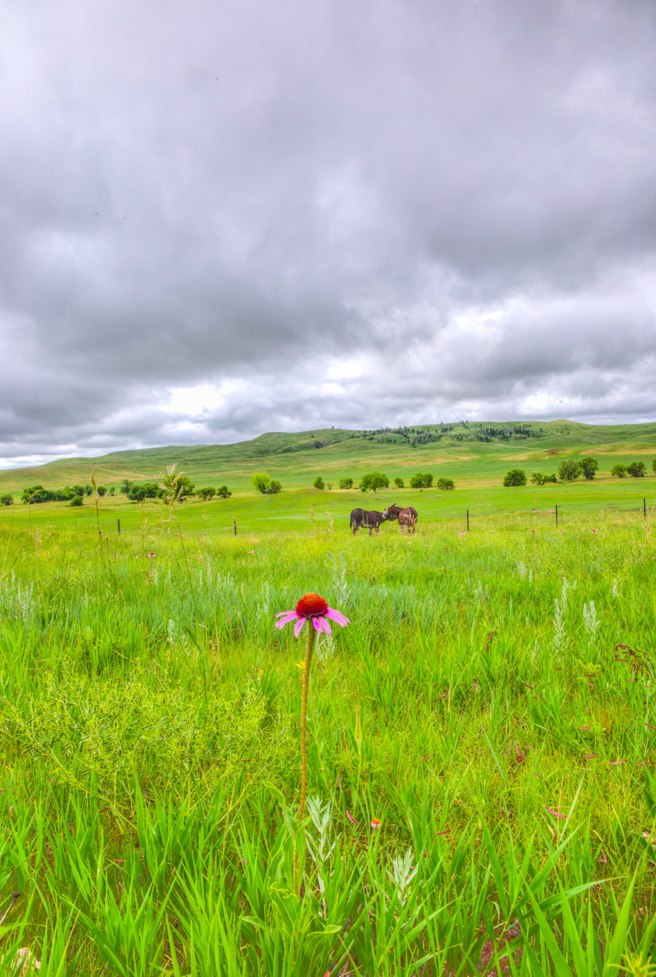 Lonley Flower