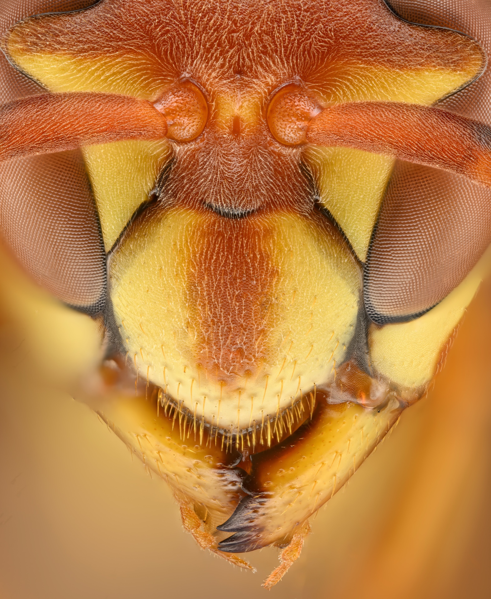 Paper Wasp Extreme Macro