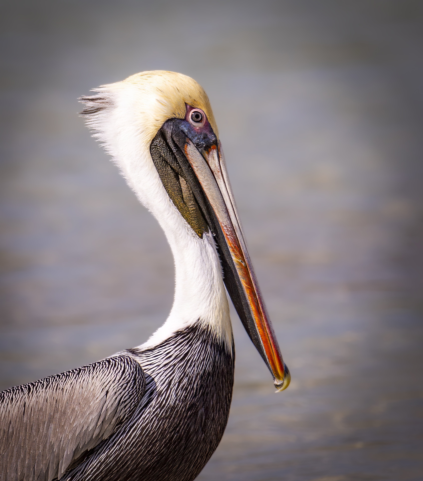 The Pelican, His Beak Can Hold More Than His Belly Can