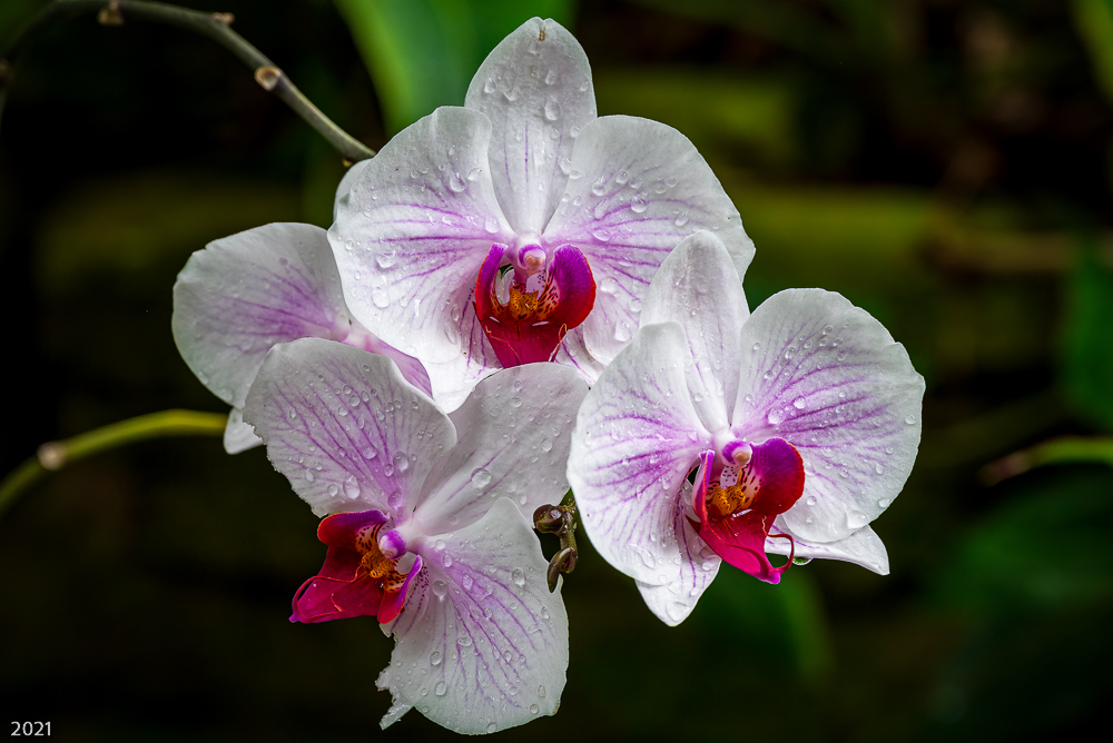 moth orchids