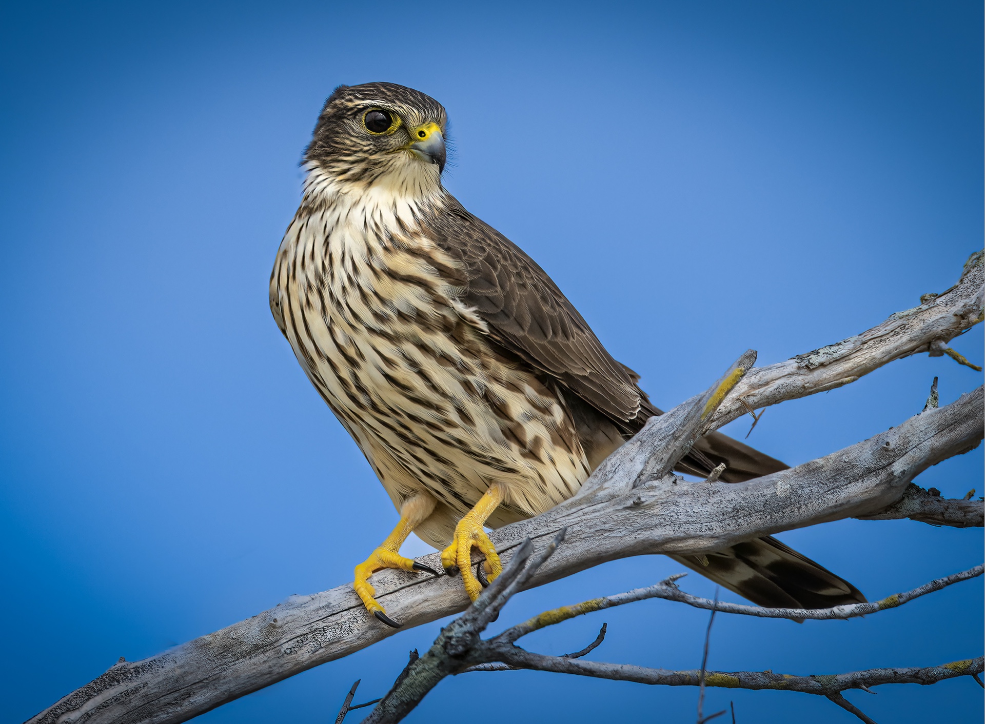 The Merlin