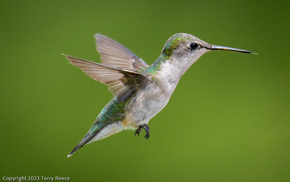 Female Ruby Throated Hummingbird