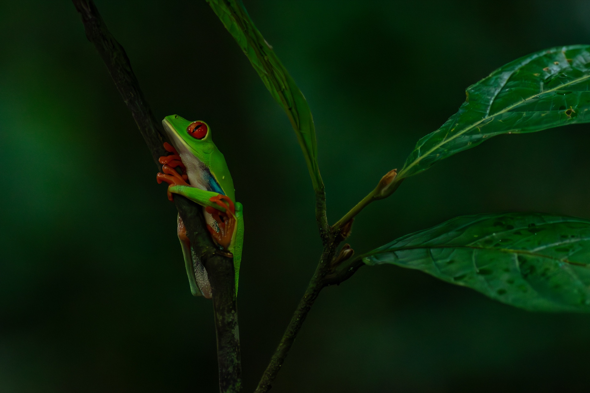 Red Eyed Tree Frog