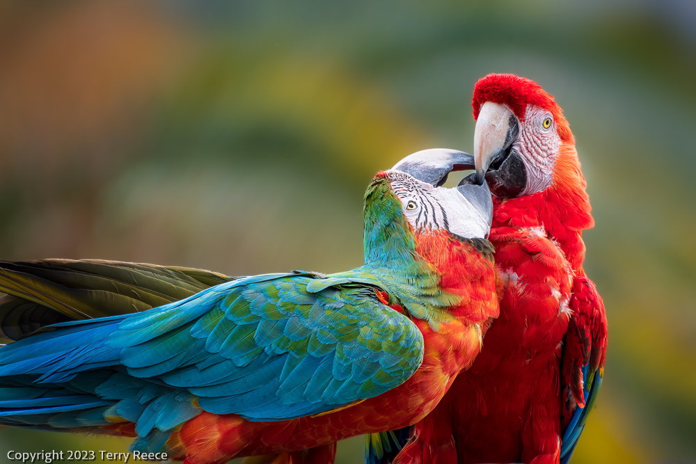 Kissing Macaws