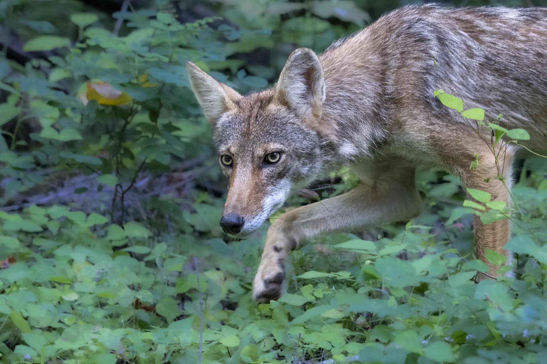 The Hunter