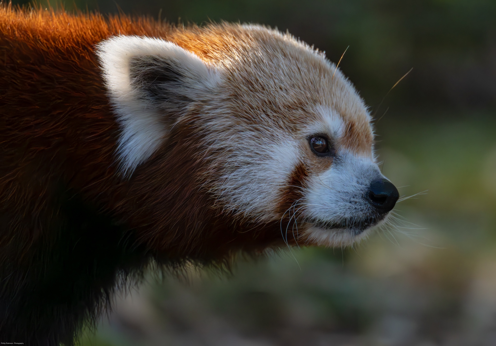 Red Panda