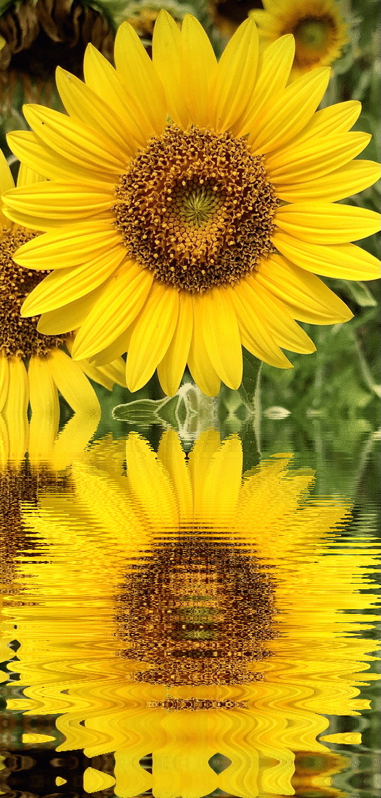 Sunflower reflection