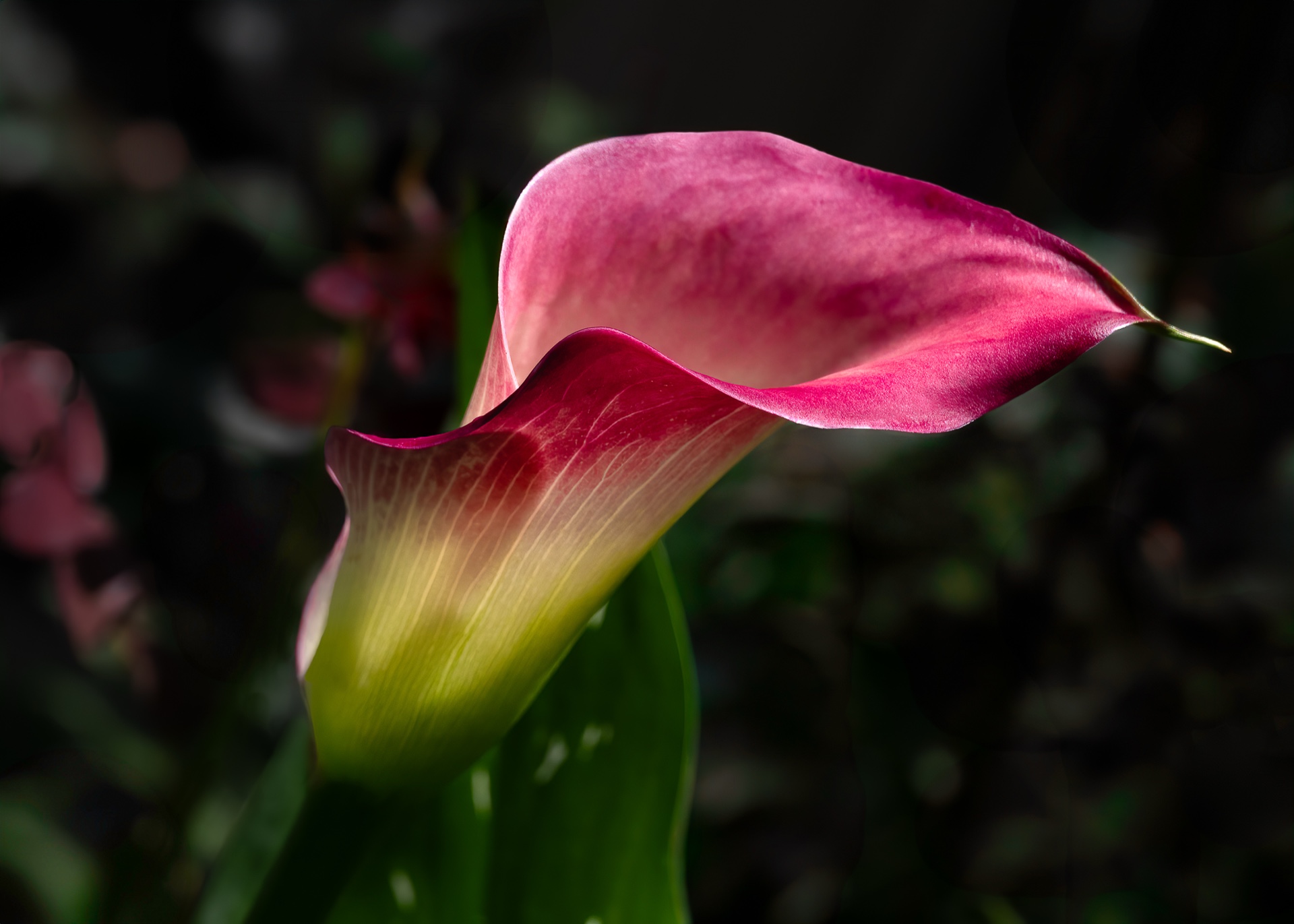 Calla Lilly