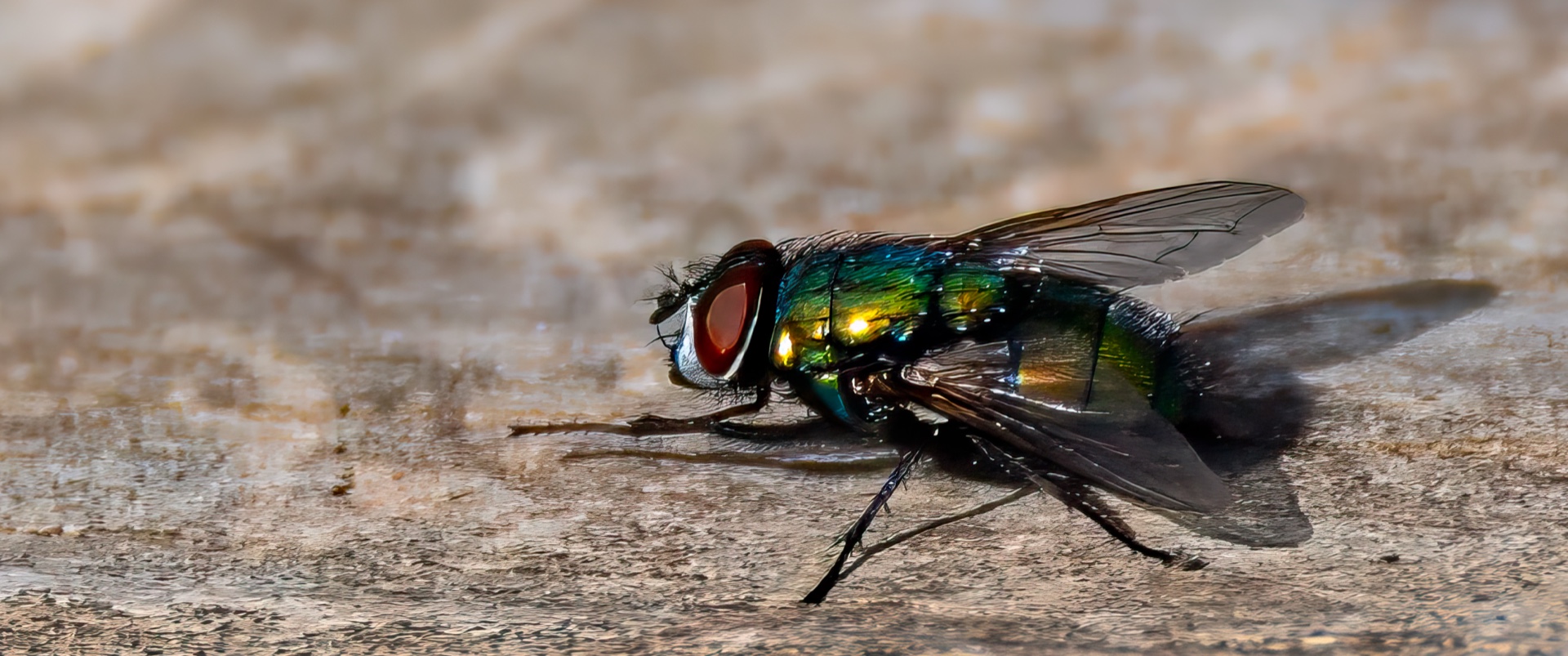 FLY