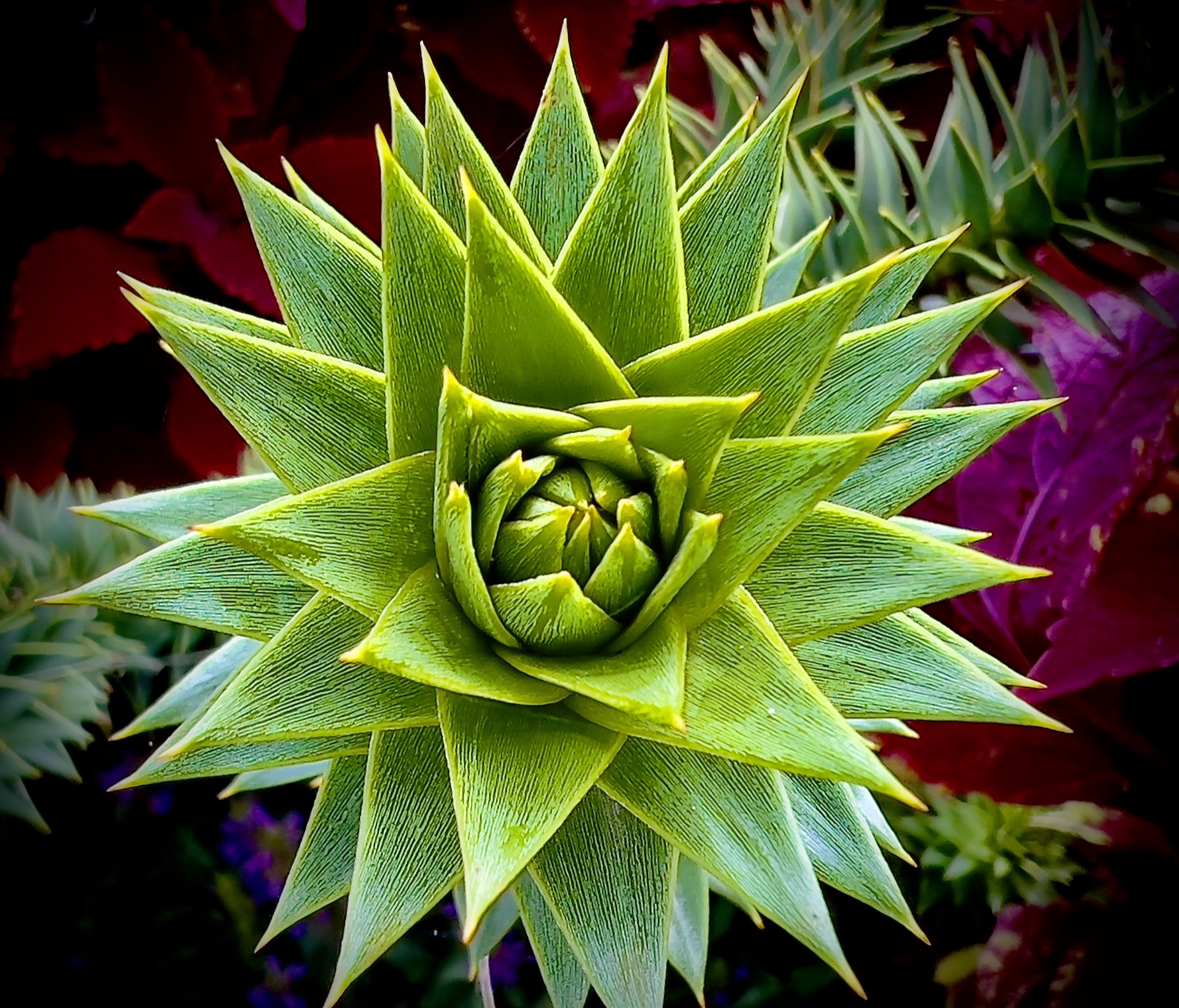 Succulant